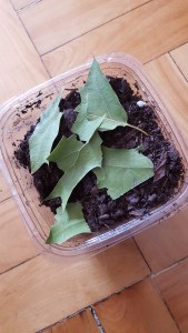 Smaller pieces are easier for the worms to tackle.